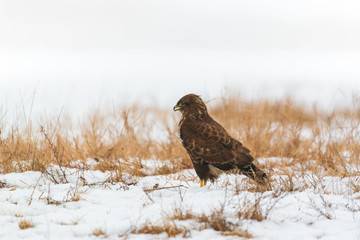 Common buzzard buteo buteo on winter field