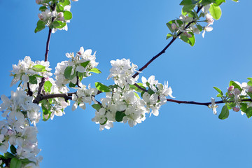 White apple tree flowers on blue sky background, spring blooming fruit garden