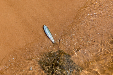 Dead fish floating in sea shallow water.Sea pollution concept