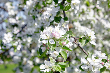White apple tree flowers, spring fruit garden