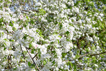 Branches of blooming apple tree, flowers with white petals, spring fruit garden