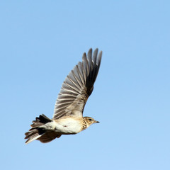 Skylark in the sky