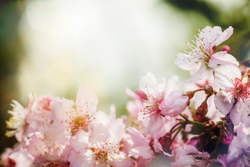 Sakura Flower or Cherry Blossom With Beautiful Nature Background