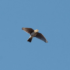 Skylark in the sky
