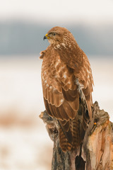 Photo of common buzzard buteo buteo on a tree