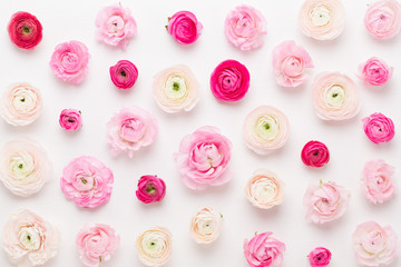 Beautiful colored ranunculus flowers on a white background. Spring greeting card.