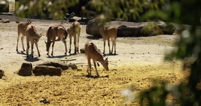 group of kudus, zebras, springboks