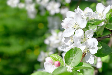 White apple tree flowers, spring fruit garden