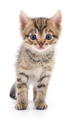 Kitten on white background.