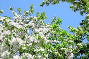 Branches of blossoming apple tree. Flowers with white petals. Spring blooming fruit garden