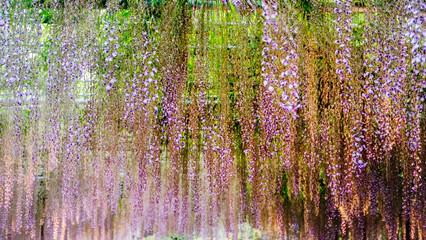 Fototapeta na wymiar beautiful spring flowers series, wisteria trellis in garden