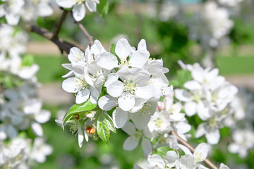 White apple tree flowers, spring fruit garden