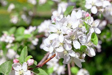 White apple tree flowers, spring fruit garden
