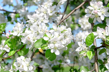 White apple tree flowers, spring fruit garden