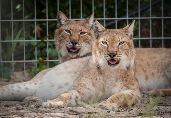 Captive Siberian Lynx pair lying