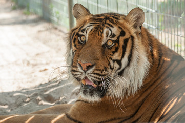 Captive Bengal tiger male
