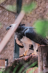 bird on tree