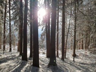 Sonnenaufgang im Winter zwischen Bäumen