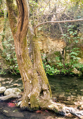River in the forest on a sunny day