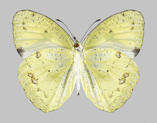 Fototapeta premium Butterfly Ixias pyrene (male) (underside) on a gray background