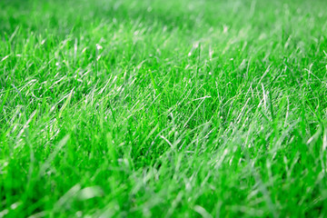 Fototapeta premium green lawn grass background