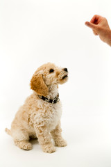 A cute 12 week old Cockapoo puppy bitch on a white background sits obediently for a treat