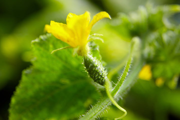 Cucumber ovary, yellow gherkin flower farm, growing vegetables