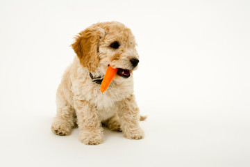 A cute 12 week old Cockapoo puppy bitch on a white background sits with a carrot in her mouth