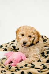 A cute 12 week old Cockapoo puppy bitch on a white background lies on her blanket with a toy