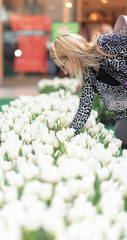 Field of Tulips