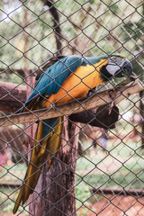 parrot in cage
