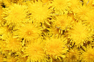 Yellow dandelions background