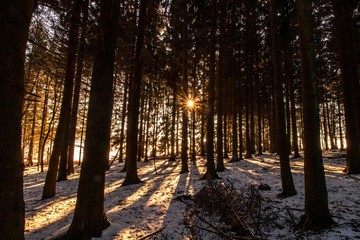 Spaziergang im winterlichen Westerwald