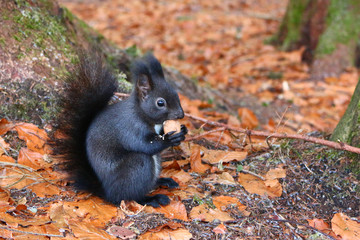 Eichhörnchen (sciurus)