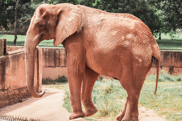 Fototapeta na wymiar elephant in the zoo