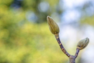 Magnoilenknospe blüht im Winter. Junge haarige Magnoilenknospe.