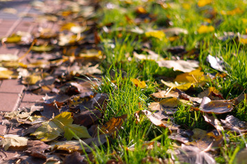 Autumn walking road with leaves at the curb. Green grass and orange leaves. Close-up view. Blurred background.