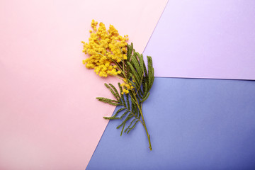 Mimosa flowers on colorful background