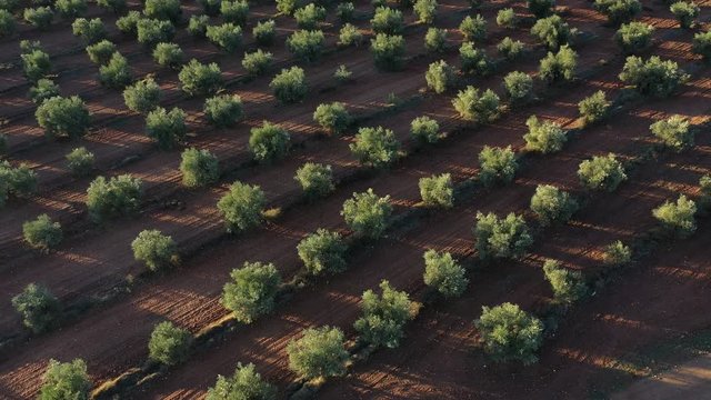 OLIVE TREE  PLANTATION (Olea europaea), Lagoon of El Taray, Quero, Toledo, Castilla-La Mancha, Spain, Europe
