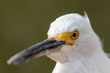 snowy egret
