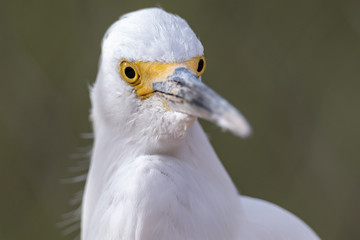 snowy egret