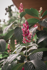 flowers in the garden