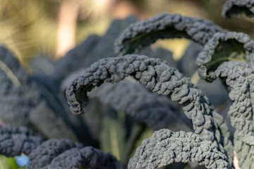 lettuce and kale garden