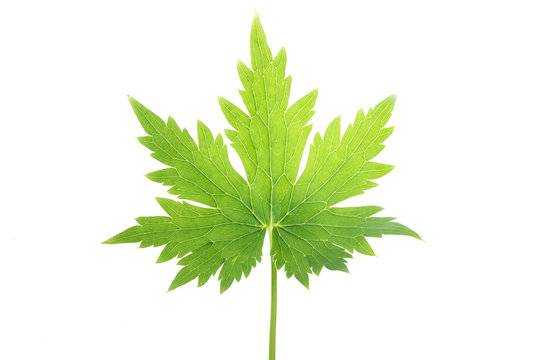 Green Maple Leaf as a spring and summer seasonal themed nature concept also an icon of the fall weather