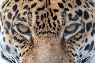 Fototapeta na wymiar sleeping jaguar