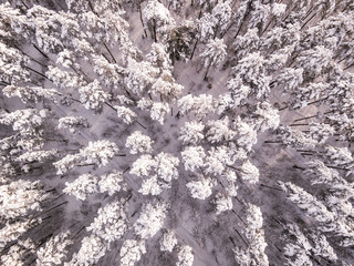 Aerial top view of winter trees in snow after heavy snowfall. Birds eye view texture