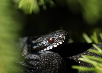 Adder in spring