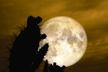 super full moon back silhouette cactus in desert land