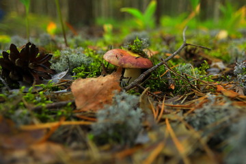 White mushroom in forest macro