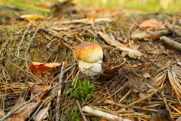 White mushroom in forest macro